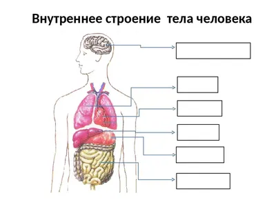 Картинки тела человека - 80 фото