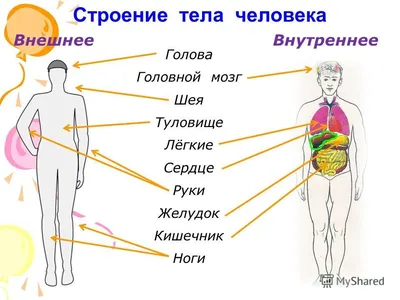 Мышцы человека: анатомия, строение, функции – Российский учебник