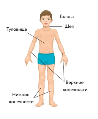 АНАТОМИЯ ЧЕЛОВЕКА - что такое в Энциклопедии Кольера