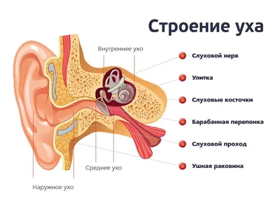 Организм ЧЕЛОВЕКА. Что у тебя внутри? - YouTube