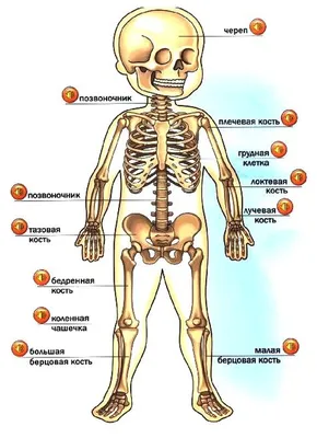 Анатомия для детей - строение тела человека просто и понятно - YouTube
