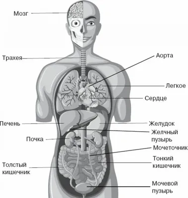 Пластическая Анатомия для Художников (Что это? Зачем?)