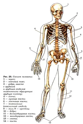 [77+] Структура тела человека картинках обои