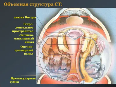 Тело Человека, Скелет, Строение Тела, Проволока Модель Фотография, картинки,  изображения и сток-фотография без роялти. Image 33795234