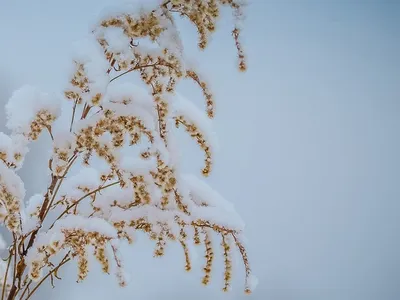 2 декабря... Суббота... Доброе утро! Вот и первые зимние выходные.....  Обсуждение на LiveInternet - Российский Сервис Онлайн-Дневников