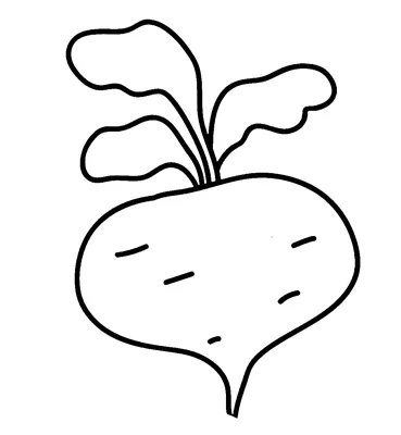 Свежий красный редис с листьями | Бесплатно векторы | Ilustração de  vegetais, Vegetal, Pintura de frutas