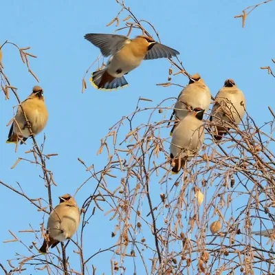 Свиристель - eBird