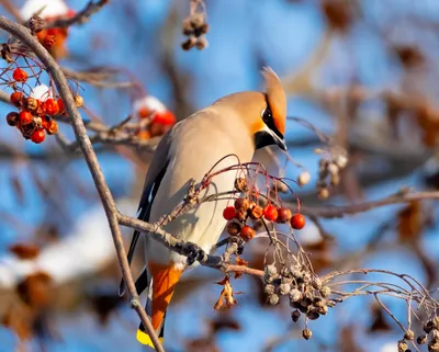 Свиристель (Bombycilla garrulus) | 24.01.2023 | Переславль-Залесский -  БезФормата