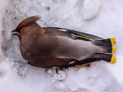 Японский свиристель - eBird