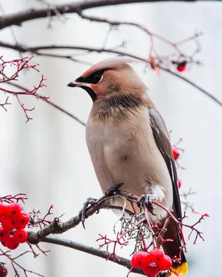 Свиристель | Животный мир и природа Красноярского края