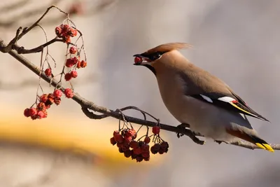 Свиристель | Bird, Animals