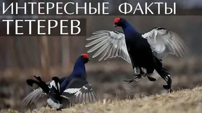 Кавказский тетерев - eBird