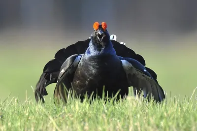 Тетерев (Фауна Казахстана) · iNaturalist