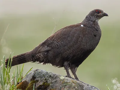 🐦 Купить тетерева в пере: 2 200 руб - цена тушки в Москве, доставка -  интернет-магазин Дикоед