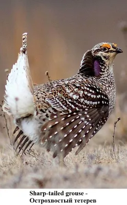 Кавказский тетерев - eBird