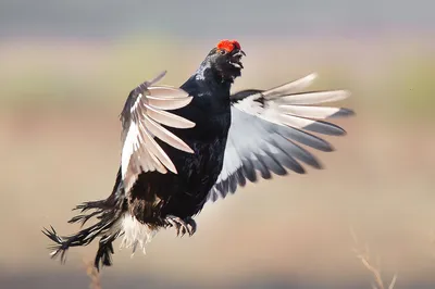 Кавказский тетерев - eBird