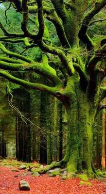 Magical Fairytale Forest Stock Photo - Download Image Now - Forest, Nature,  Backgrounds - iStock