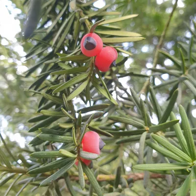 Тис ягодный (Taxus baccata) — путеводитель по отдыху в Крыму