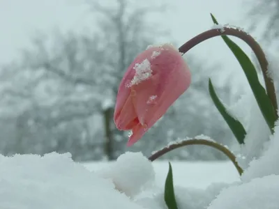 Тюльпаны в снегу картинки обои