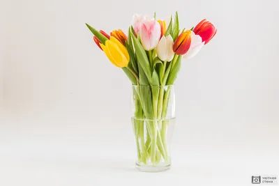 Тюльпаны в вазе картинки обои