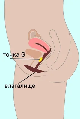 Увеличение точки G | Клиника Золотое Правило | Дзен