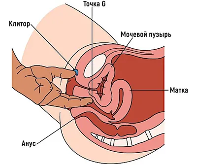 ВЗРОСЛЫЙ КОНТЕНТ on X: \"То, что в народе принято называть \"точка G\" на  самом деле является зоной на передней стенке влагалища (4-5 см от входа),  которая часто имеет выпуклую губчатую форму и