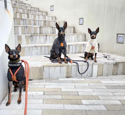 Русский той терьер в Израиле Prettytoy Starsisrael kennel