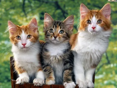 Три котёнка картинки скачать бесплатно