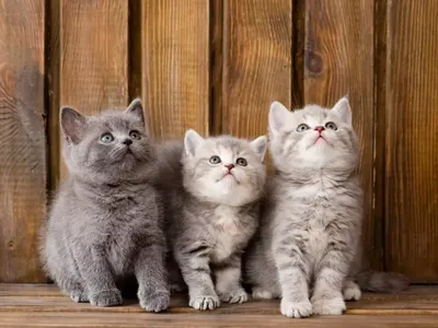Фотообои Три котёнка артикул Anm-033 купить в Оренбург|;|9 |  интернет-магазин ArtFresco