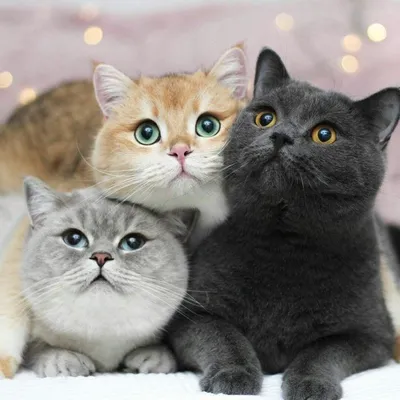 Три котика (56 фото) | Товары для животных, Милые котики, Котята