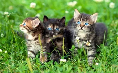 Три котенка, надежда жить в доме | Пикабу