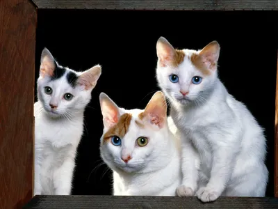 Три котёнка с мамой
