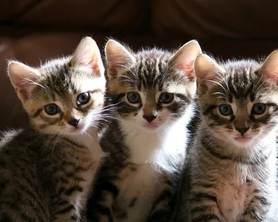Три котёнка,играют,задорные, в …» — создано в Шедевруме