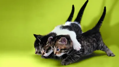 Обои Симпатичные три котенка, смотри 750x1334 iPhone 8/7/6/6S Изображение
