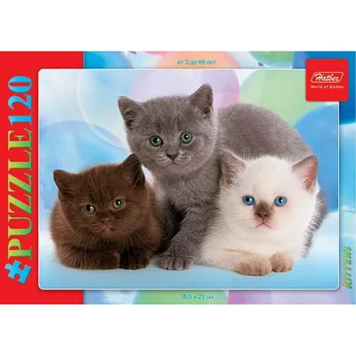 Шикарные котята от трехцветной кошки ищут дом! 🤍 Всего три котёнка 😍 Две  трёхцветные девочки ( в маму, пушистые) и один рыжий пушистик… | Instagram