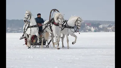 Купить Холст-раскраска под номерами Тройка коней 40х50 см. PH9278 недорого