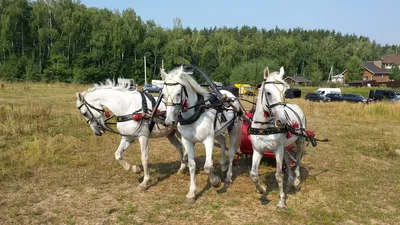 Мчатся кони, мчится тройка...Современная федоскинская миниатюра..  Обсуждение на LiveInternet - Российский Сервис Онлайн-Дневников