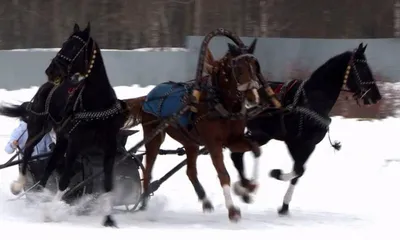 Русская тройка коней с бубенцами, , …» — создано в Шедевруме