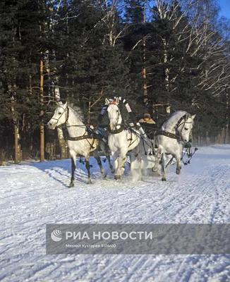 Русская Тройка Лошадей — стоковые фотографии и другие картинки Конная  повозка - Конная повозка, Запряжённые сани, Лошадь - iStock