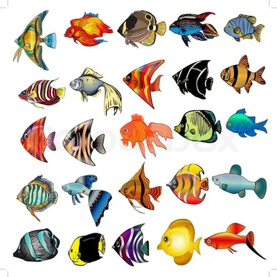 [78+] Тропические рыбки картинки обои