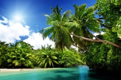 Международный день тропиков International Day of the Tropics - Праздник