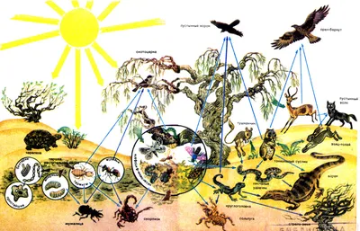 Схема цепи питание в пустыни! Окружающий мир..... - Школьные Знания.com