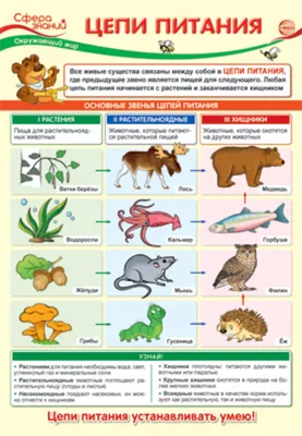 Плакат 23*42см \"Окружающий мир в начальной школе. Цепи питания\" - ЭлимКанц