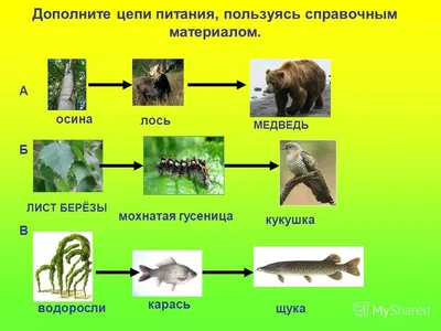 45. Цепи и сети питания. Трофические уровни: *Сети питания