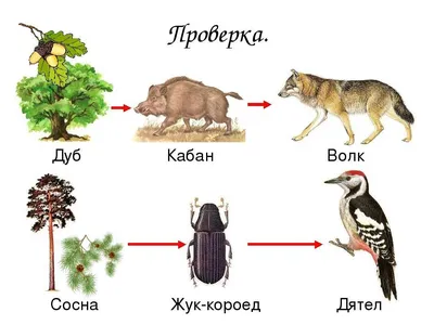 Почему растения первые в цепи питания?