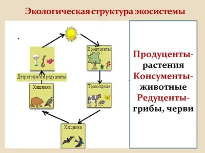 КОМБИНИРОВАННОГО УРОКА по ОУД.11 Естествознание ТЕМА: «ПИЩЕВЫЕ ЦЕПИ»