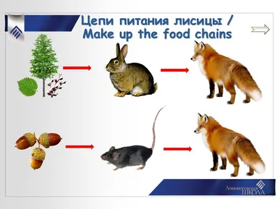 Цепь питания 3 класс окружающий мир картинки