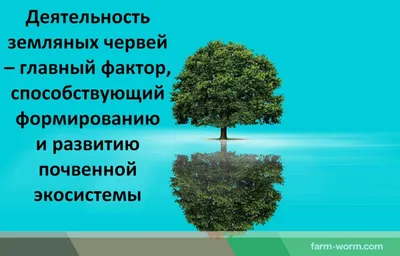 Цепи питания. Экологические группы.