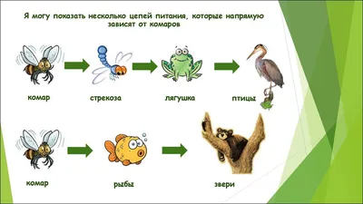 Фотоотчет о занятии «Цепи питания» для детей старшего дошкольного возраста  (10 фото). Воспитателям детских садов, школьным учителям и педагогам -  Маам.ру