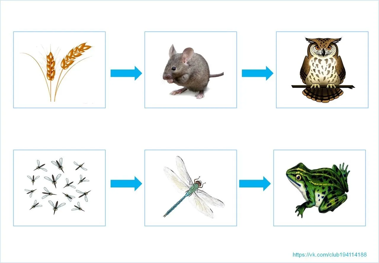 Пример цепи питания луга. 2 Цепочки питания животных. Цепочка питания биология 5. Биология 5 класс схема цепи питания. Схема по биологии цепи питания.